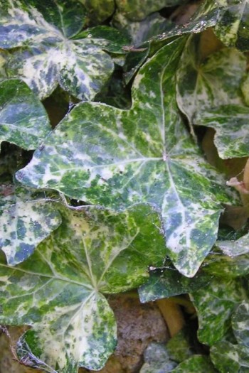 Плющ звичайний Мармората | Hedera helix Marmorata | Плющ обыкновенный Мармората